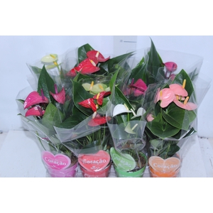 ANTHURIUM VARIADO P09