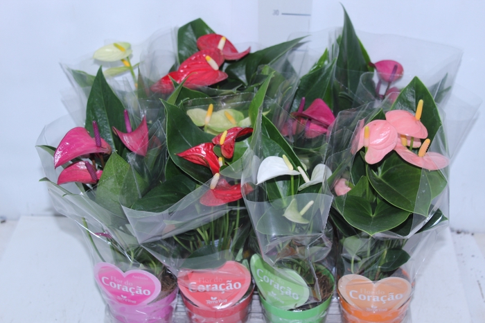 <h4>ANTHURIUM VARIADO P09</h4>