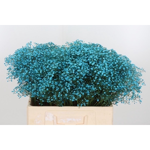 Gyps Painted Blauw