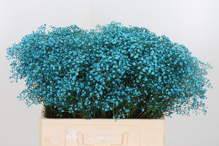 <h4>Gyps Painted Blauw</h4>