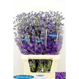 Delph Du Kissi Dark Purple