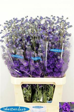 <h4>Delph Du Kissi Dark Purple</h4>