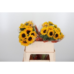 Helian An Orange Fir