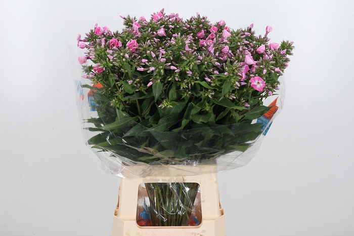 <h4>Phlox P Senora</h4>