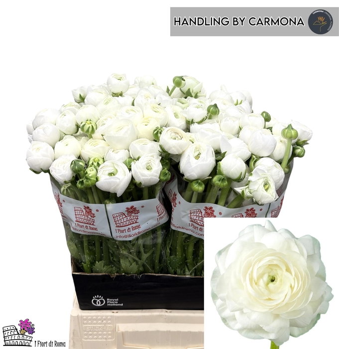 <h4>RAN EL WHITE</h4>