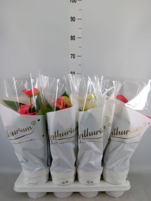 <h4>Anthurium   ...mix 4</h4>