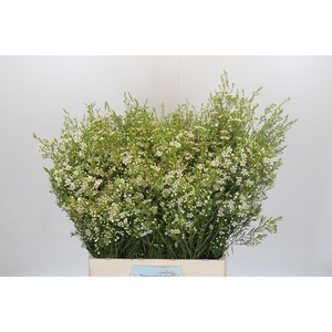 Chamelaucium Ofir