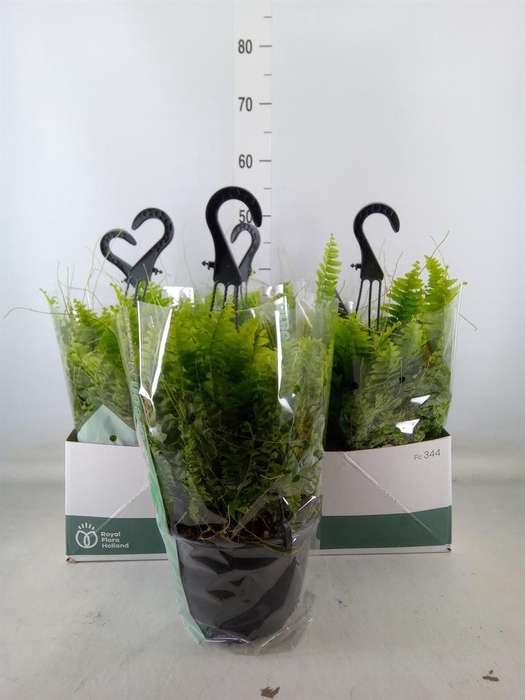 <h4>Nephrolepis exal. 'Green Moment'</h4>