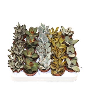 Kalanchoe Tomentosa Mix