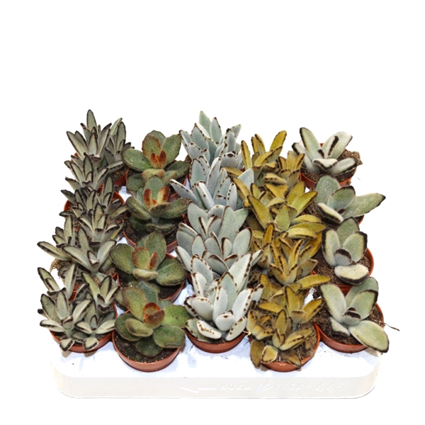 <h4>Kalanchoe Tomentosa Mix</h4>