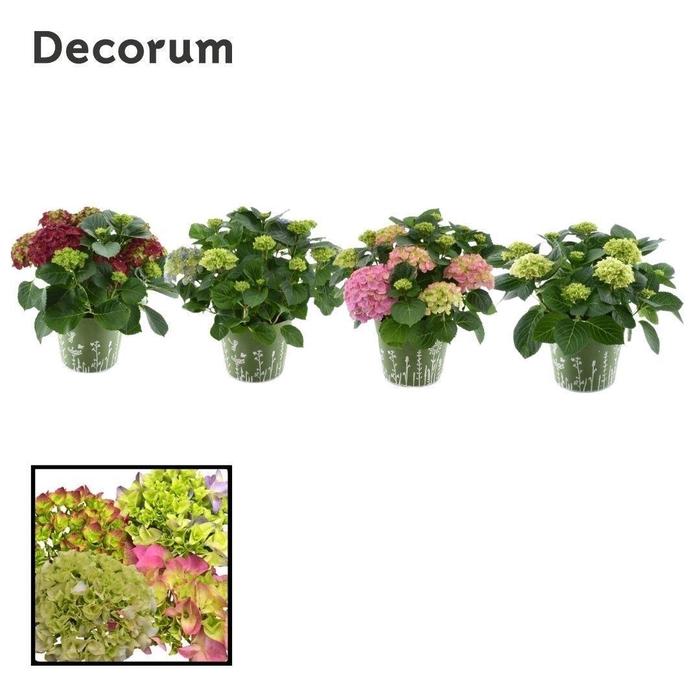 Hydrangea Bol diverse kleuren 7 - 12 kop in zink groen (Decorum)