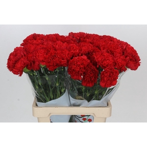 Dianthus St Arona