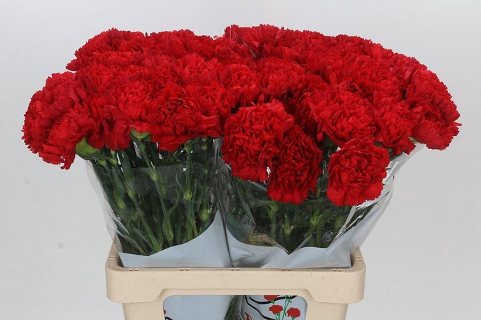 <h4>Dianthus St Arona</h4>