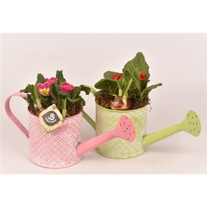 Zink gieter groen/roze 12cm