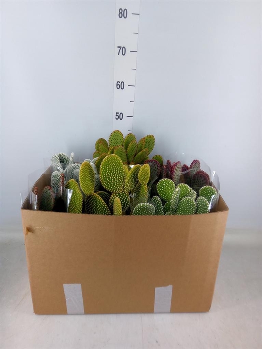 <h4>Opuntia microdasys</h4>