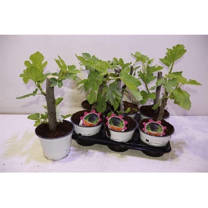 arr8 Ficus Carica