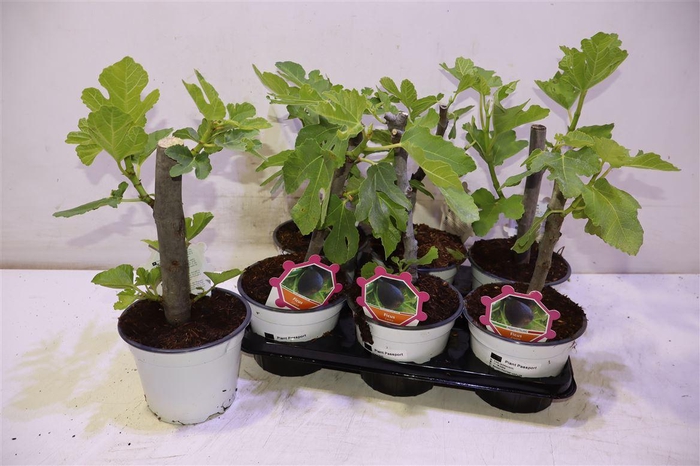 <h4>arr8 Ficus Carica</h4>