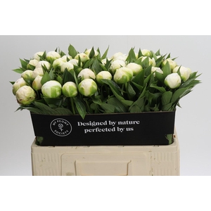 Paeonia Madame Claude Tain