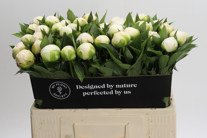 <h4>Paeonia Madame Claude Tain</h4>