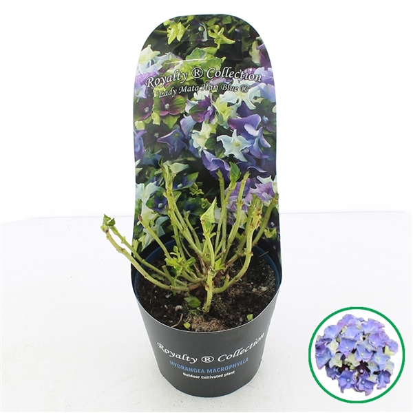 <h4>Hydrangea macr. Royalty® 'Lady Mata Hari'® Blauw C2 (17cm.) Potcover</h4>