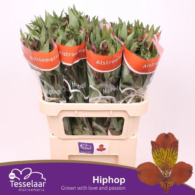 <h4>Alstr Hiphop</h4>