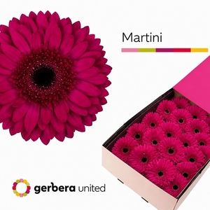 Gerbera Martini Doos