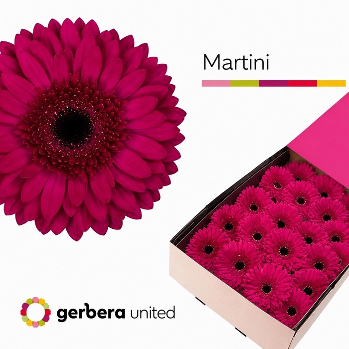 <h4>Gerbera Martini Doos</h4>