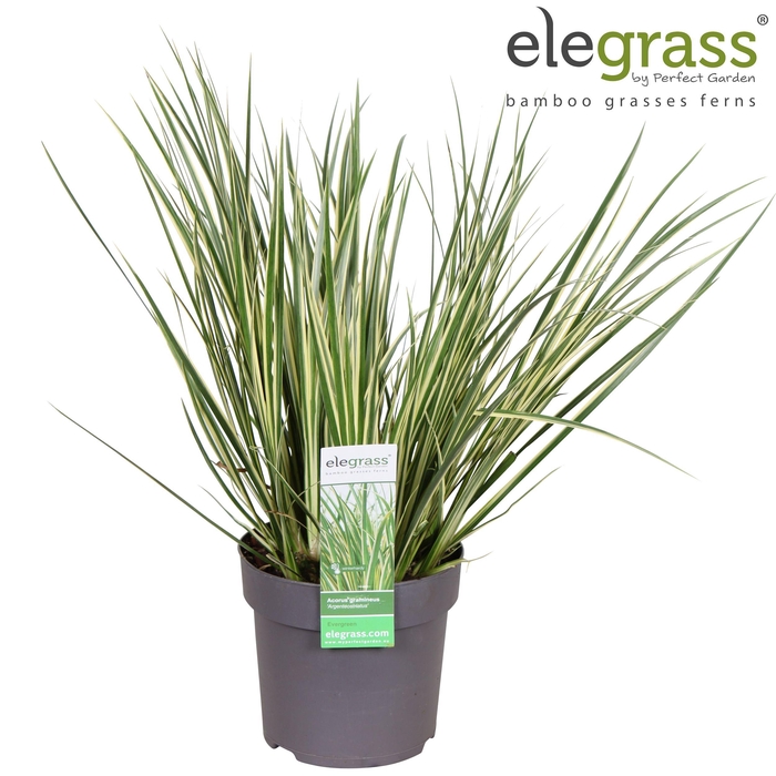 <h4>Acorus gramineus 'Argenteostriatus' P14</h4>