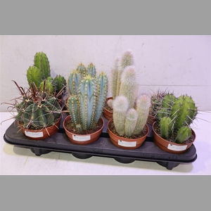 Cactus Ov