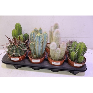 Cactus Ov