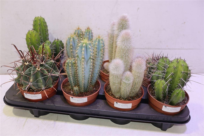 <h4>Cactus Ov</h4>