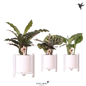 Kolibri Greens Calathea mix in Essential pot white