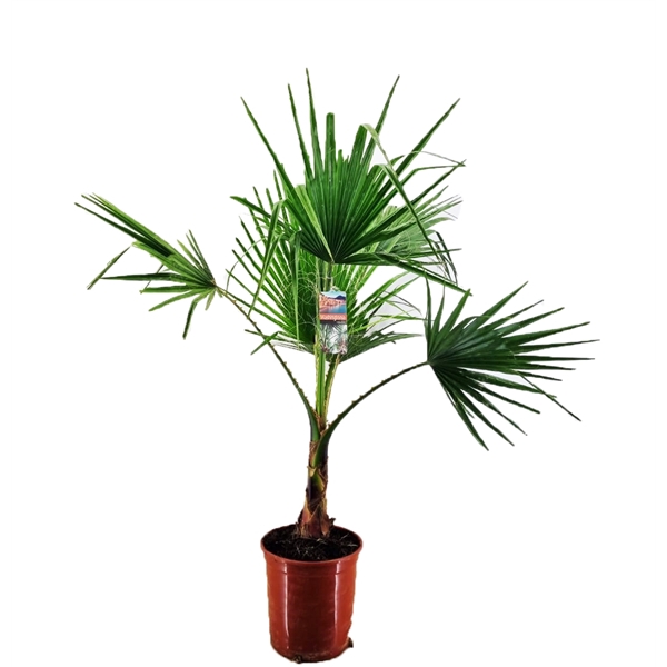 Washingtonia robusta