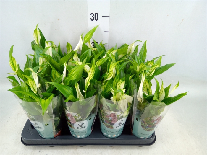 <h4>Spathiphyllum  'Pearl Cupido'</h4>