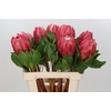 Protea Cynaroides Red Rex
