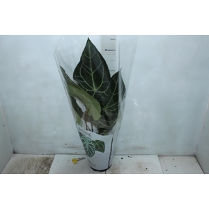 ANTHURIUM CRYSTALLINUM P17