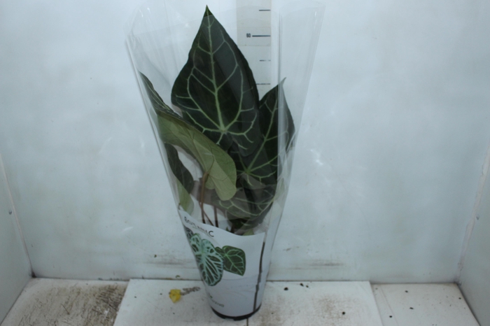 <h4>ANTHURIUM CRYSTALLINUM P17</h4>