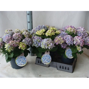 Hydrangea mac.