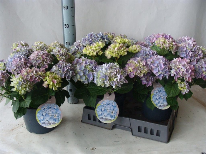<h4>Hydrangea mac.</h4>