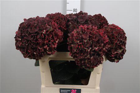 <h4>Hydr Cl M Pi Rub</h4>