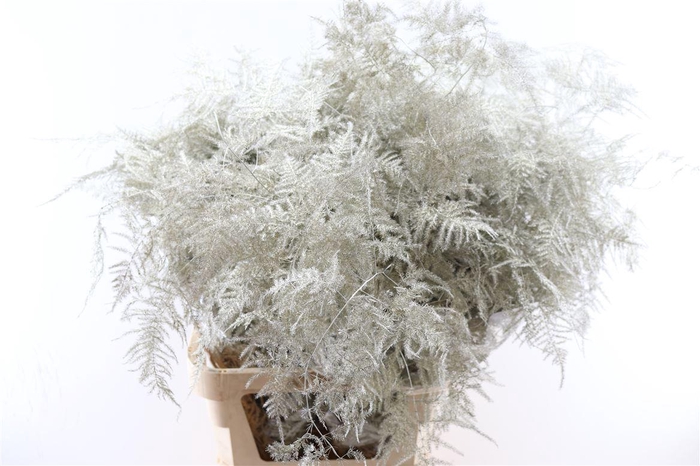 <h4>Asp Kbh Lang Platina</h4>