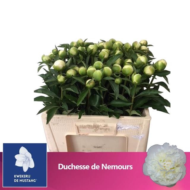 <h4>PAEO L DUCHES D NEMO</h4>