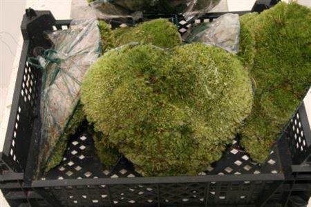 <h4>Bolmos Hart Staand Small</h4>