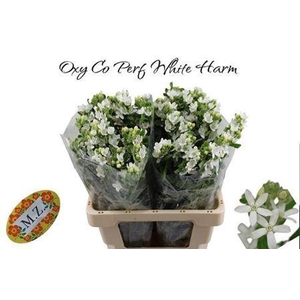 Oxypetalum Perf White Harmony