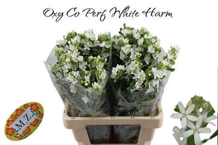 <h4>Oxypetalum Perf White Harmony</h4>