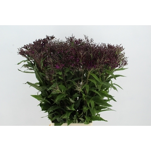 VERNONIA CRINITA XXL