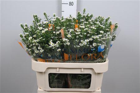 <h4>Ast Paquita</h4>