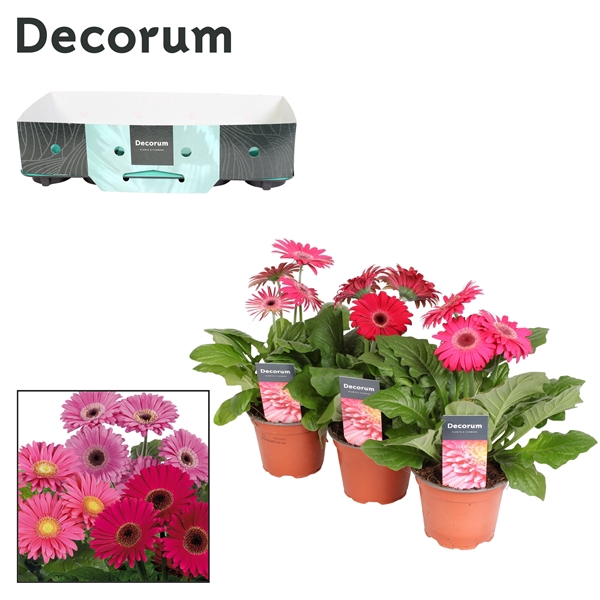 Gerbera 2+bl. 12cm paars (div. kleurtinten) met kraag Decorum