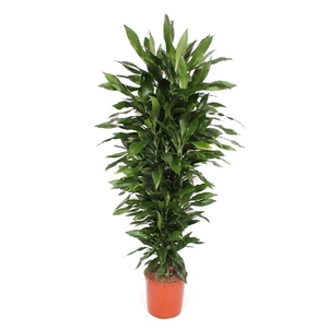 Dracaena Janet Lind