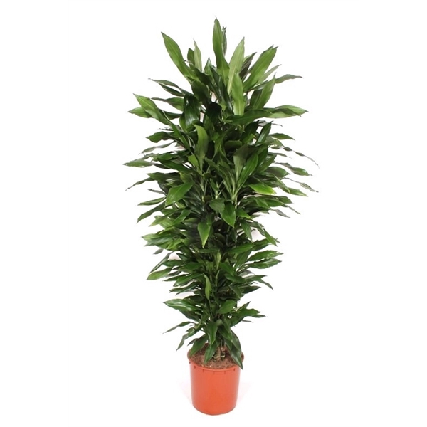 <h4>Dracaena Janet Lind</h4>